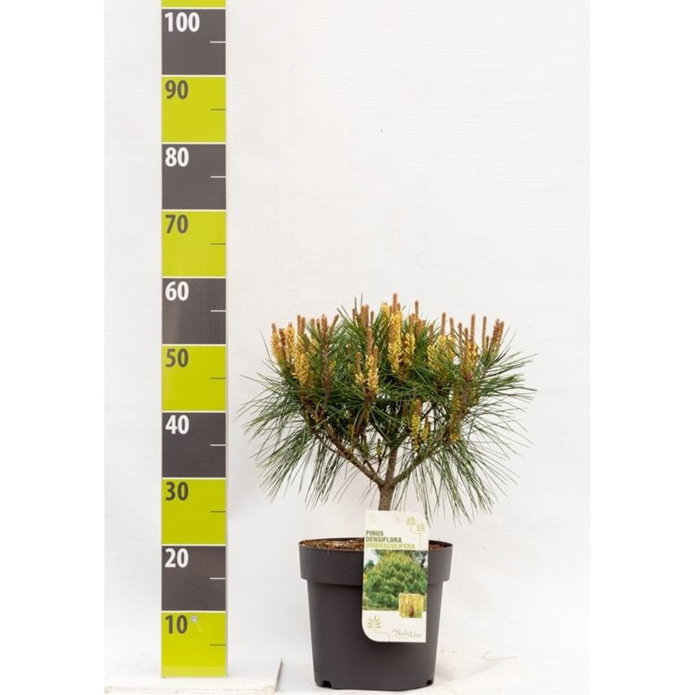 Japansk svarttall – Pinus densiflora 'Umbraculifera' - C7 30-40 CM